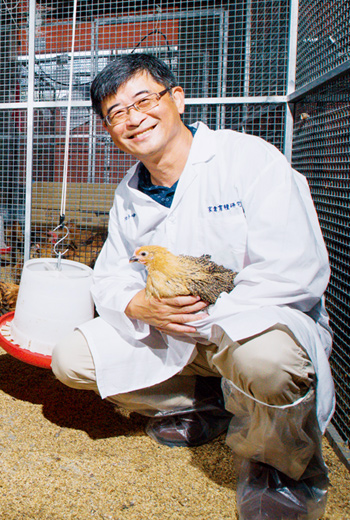 中興大學動物科學系特聘教授陳志峰是復育台灣土雞的關鍵推手。